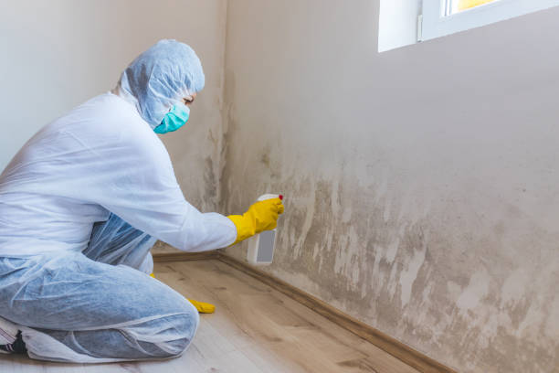 Licensed Mold Removal service in Concord, MA - WQB Mold Removal